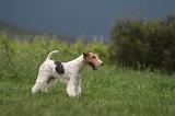 FOX TERRIER 694